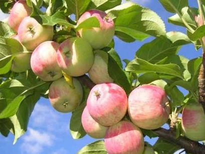 Инвентарь для съема плодов слаборослой яблони