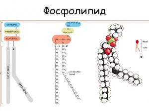 Фосфолипиды: состав, строение, функции