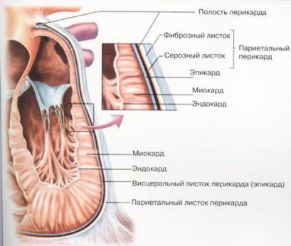 Миокардиодистрофия сердца, лечение, симптомы, причины