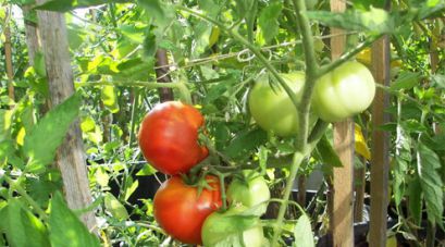 Выращивание помидоров овощеводами любителями