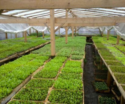 Сорта кочанного салата для выращивания в теплице