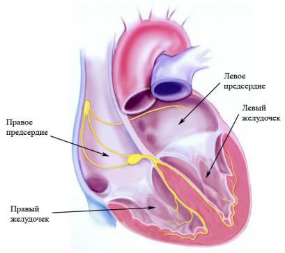 Проводящая система сердца