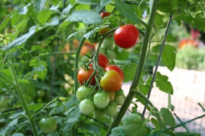 Выведение сортов и гибридов помидоров с повышенным качеством плодов