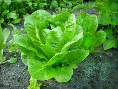 Салат латук, выращивание, сорта, полезные свойства
