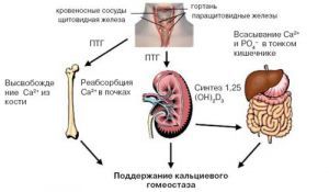 Злокачественная гиперкальциемия