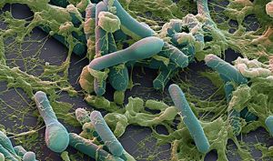 Анаэробные бактерии: виды