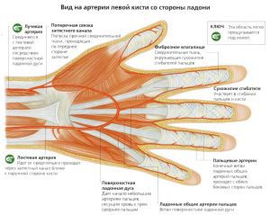 Нервы кисти руки человека: лечение, строение, нейрофизиологические тесты