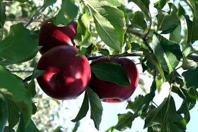 Способы размножения слаборослых подвоев яблони