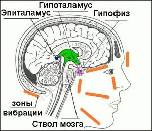 Заболевания гипоталамуса: признаки, симптомы, причины, лечение