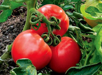 Выведение сортов (гибридов) помидоров, пригодных для более полной механизации их возделывания