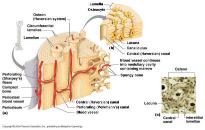 Строение и обновление костной ткани