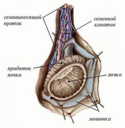 Дифференцировка яичка и яичника