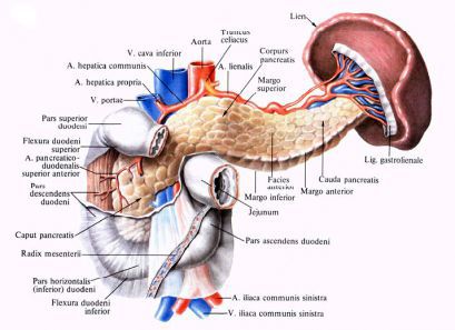 Анатомия и физиология поджелудочной железы человека