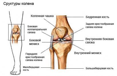 Коленный и пателлофеморальный суставы ребенка