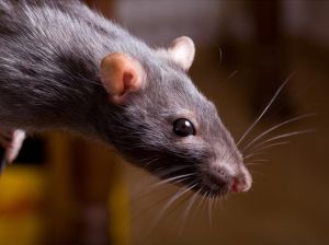 Лихорадка укуса крысы