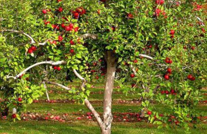 Накопление и распределение органического вещества в яблоне