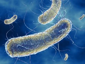 Инфекции, вызываемые escherichia coli