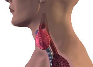 Первичный гипотиреоз щитовидной железы: причины, лечение, симптомы, признаки