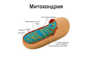 Расстройства митохондриального окислительного фосфорилирования