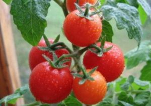 Селекция помидоров на скороспелость, дружность созревания урожая и холодостойкость