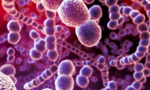 Риккетсии и риккетсиоподобные микроорганизмы: виды, заболевания, возбудители