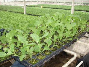 Выращивание рассады капусты
