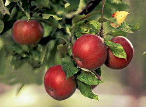 Прореживание завязей у слаборослой яблони