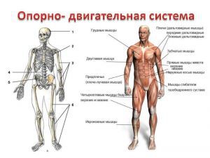 Анатомия, строение, формирование опорно-двигательной системы человека