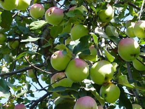 Уход за урожаем слаборослой яблони