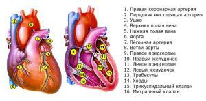 Комбинированные (двуклапанные и трехклапанные) пороки сердца, митрально-аортальный порок
