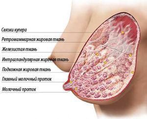 Cтроение и анатомия молочной железы женщины