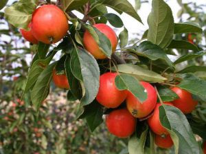 Оценка урожая слаборослой яблони