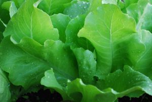 Сорта кочанного салата для выращивания в открытом грунте