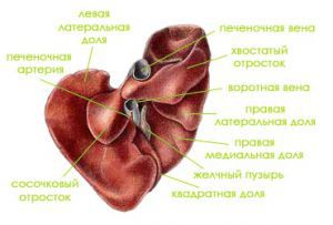 Анатомия и физиология печени человека