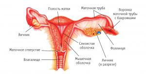 Женские половые железы: функции, развитие, строение
