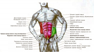 Как устроены мышцы человека: функции мышц, мышечная деятельность