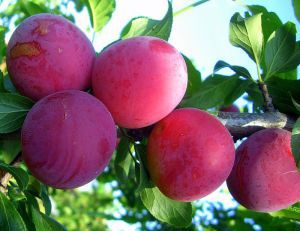 Выбор лучших плодово ягодных сортов