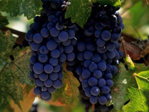 Выращивание винограда на севере