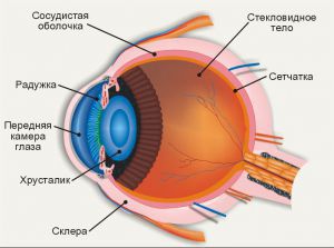 Анатомия и физиология сетчатки