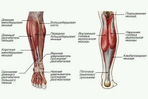 Мышцы голени