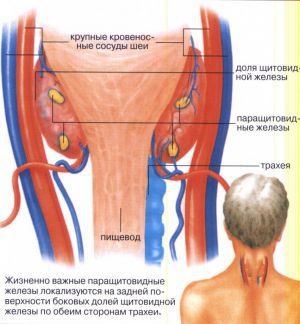 Патофизиология паращитовидных желез