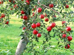 Закономерности роста и плодоношения яблони