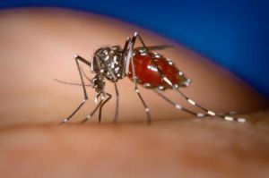 Геморрагическая лихорадка денге: симптомы, возбудитель