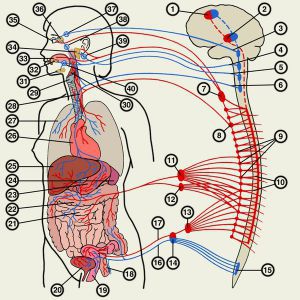 Вегетативная нервная система: лечение, симптомы, функции, анатомия