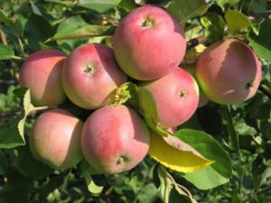 Основные формы и конструкции крон слаборослой яблони