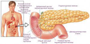 Анатомия и физиология кишечника человека