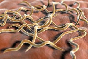 Беджель, пинта и невенерический сифилис: лечение, симптомы, причины, возбудители