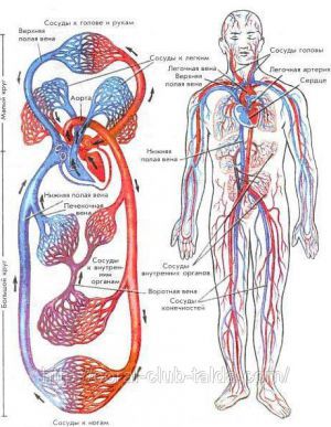 Большой и малый круги кровообращения
