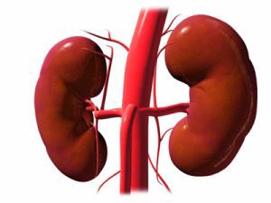Стеноз и окклюзия почечных артерий: симптомы, причины, лечение, признаки