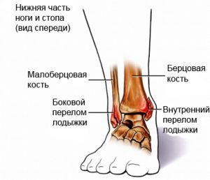 Кости голени и голеностопный сустав ребенка